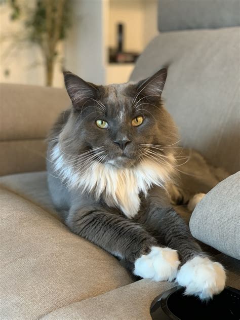 We specialize in BIG European cats with BIG personalities Welcome My name is Autumn and my daughter Kyra and I have been breeding Maine Coon kittens for the past 15 years. . Maine coon kittens for sale seattle